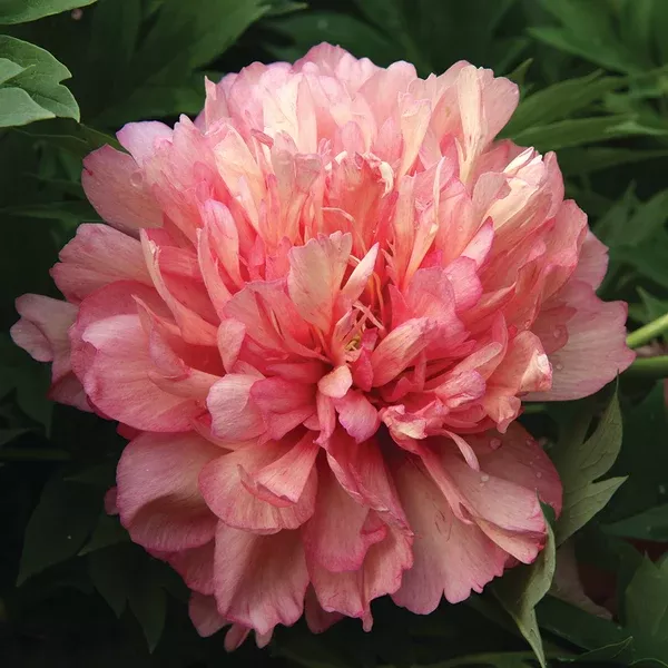 Hillary Itoh Peony