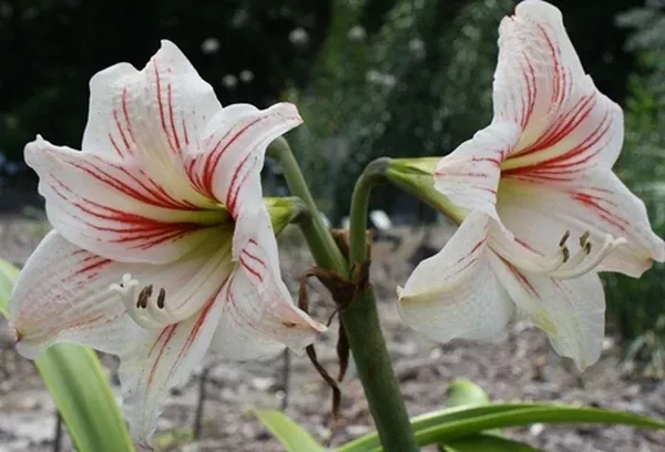 Hippeastrum 'Mead'