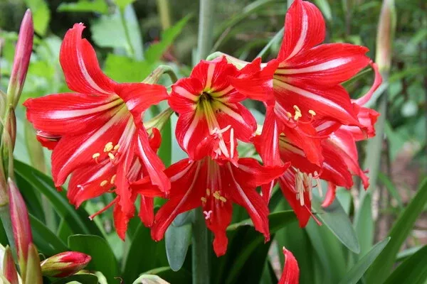 Hippeastrum x johnsonii