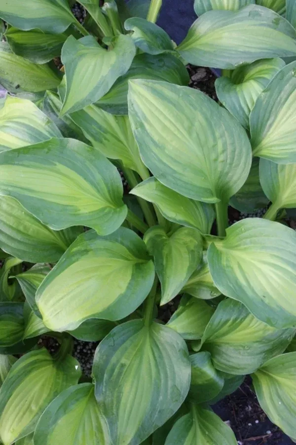 Hosta 'Adorable' PPAF