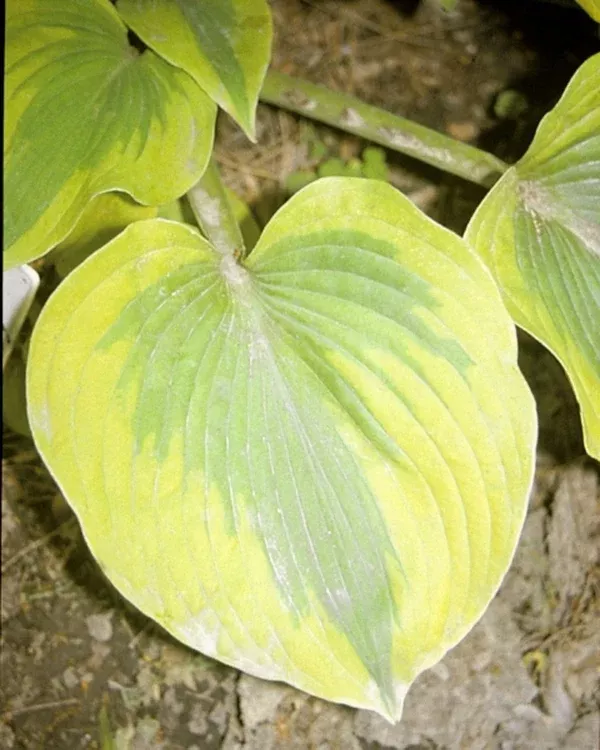 Hosta 'Afternoon Delight'