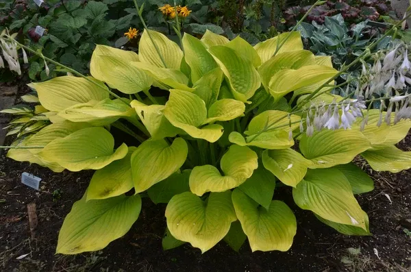 Hosta 'Age of Gold' PP 30,902