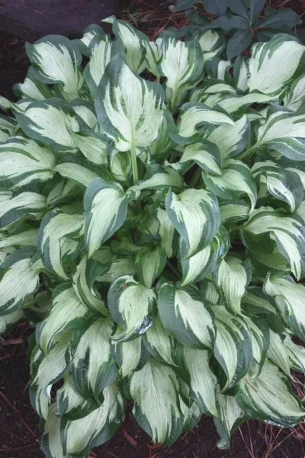 Hosta 'Allegan Fog'