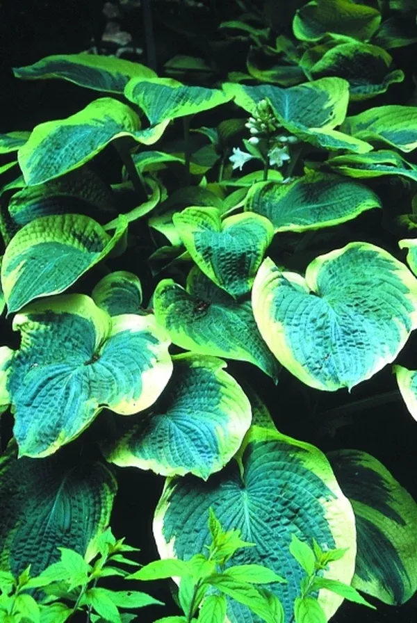 Hosta 'American Halo'