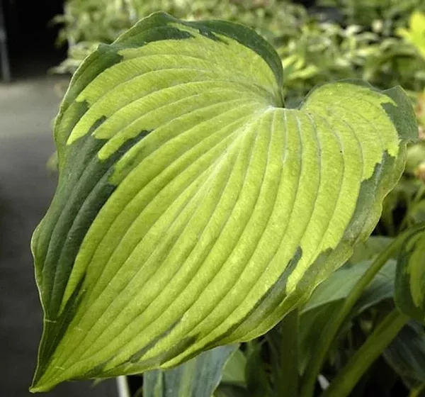 Hosta 'Beckoning' PP 18,371
