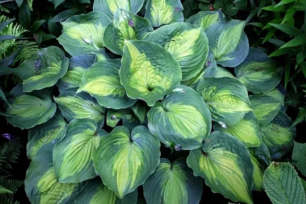 Hosta 'Beyond Glory' PP 28,784