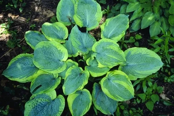 Hosta 'Bingo'