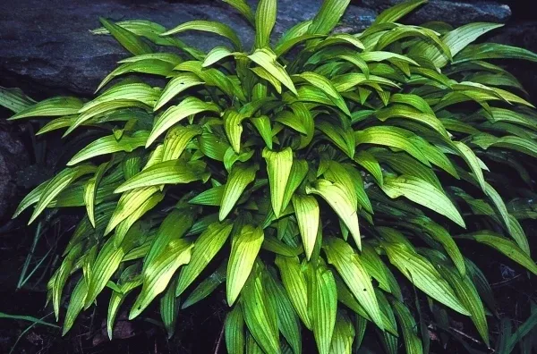 Hosta 'Bitsy Gold'