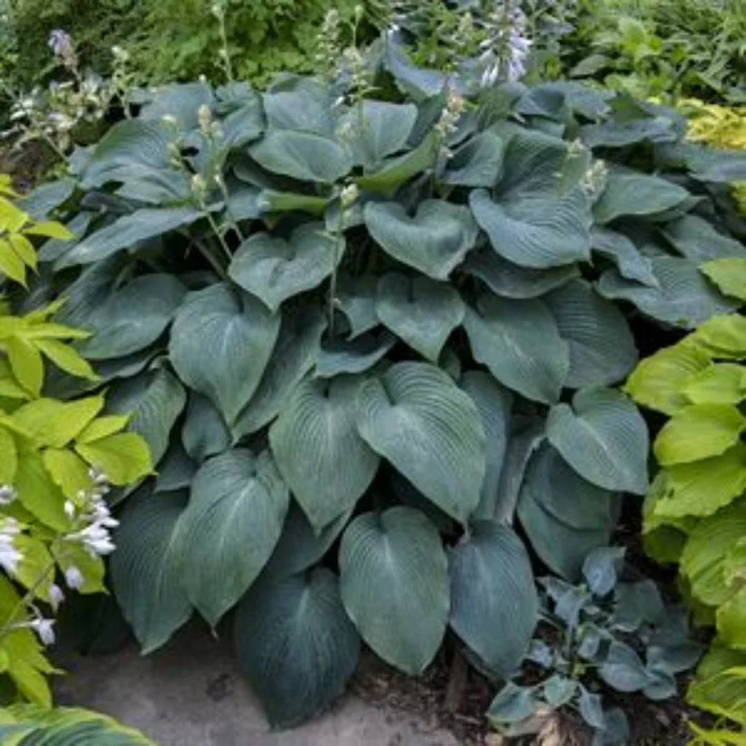 Hosta 'Blue Angel' Plantain Lily | Pixies Gardens