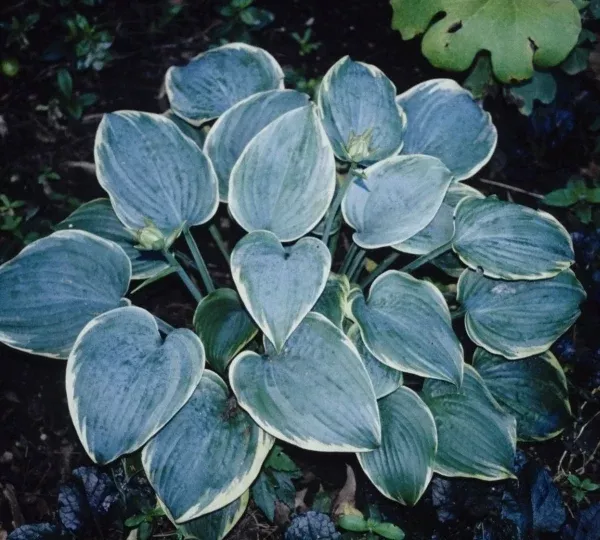 Hosta 'Blue Flame'
