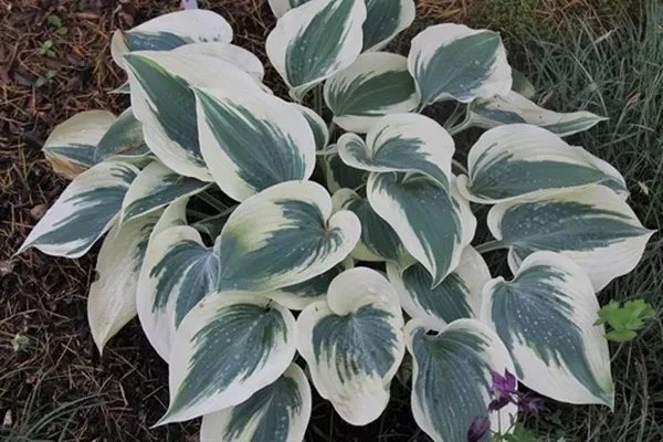 Hosta 'Blue Ivory' PP 19,623