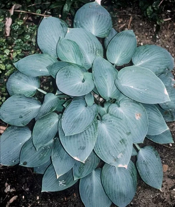 Hosta 'Blue Jay'