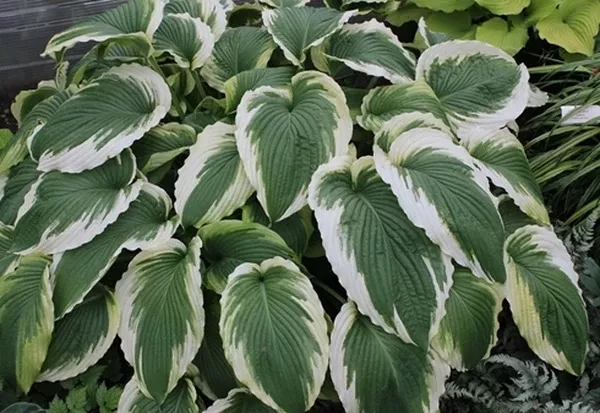 Hosta 'Bridal Falls' PPAF