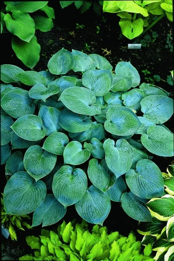 Hosta 'Camelot'