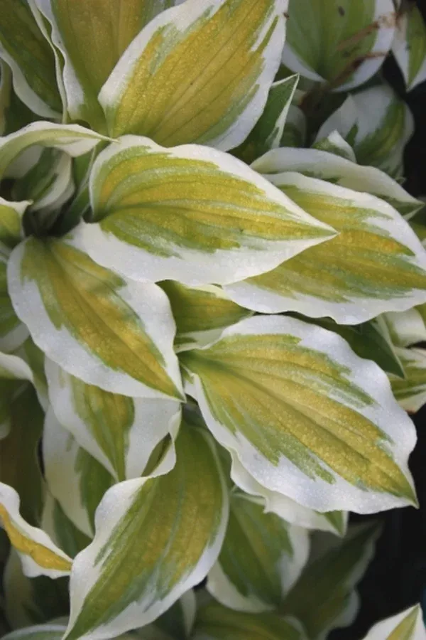 Hosta 'Change of Heart'