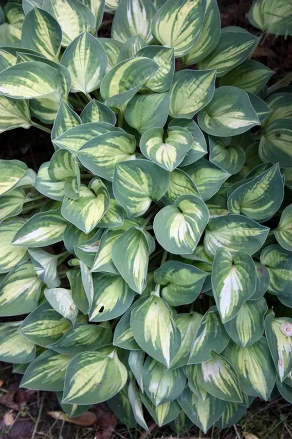 Hosta 'Cherish'