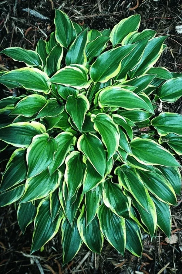 Hosta 'Childhood Sweetheart'