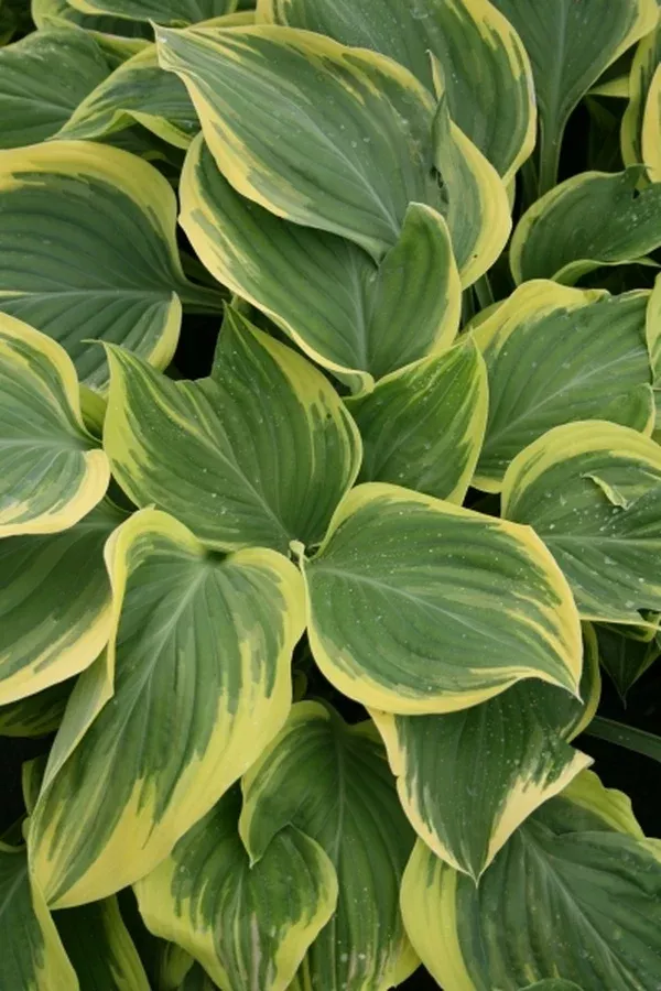Hosta 'Clifford's Forest Fire' PP 17,644