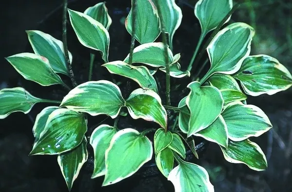 Hosta 'Cookie Crumbs'