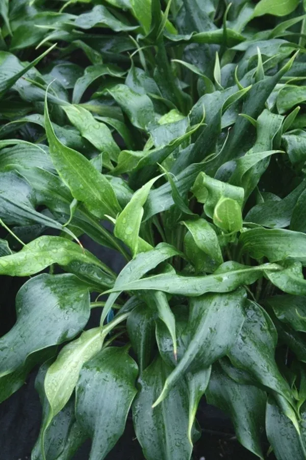 Hosta 'Corkscrew'