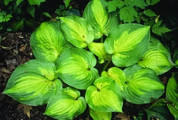 Hosta 'Dance with Me'