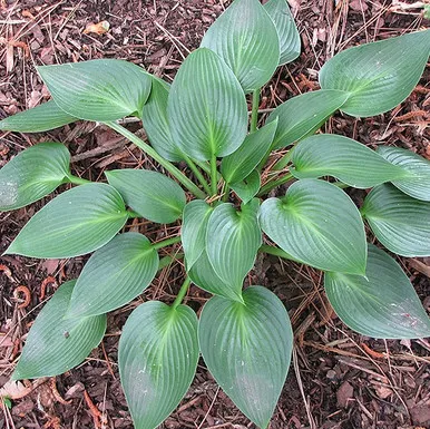 Hosta - Devon Green