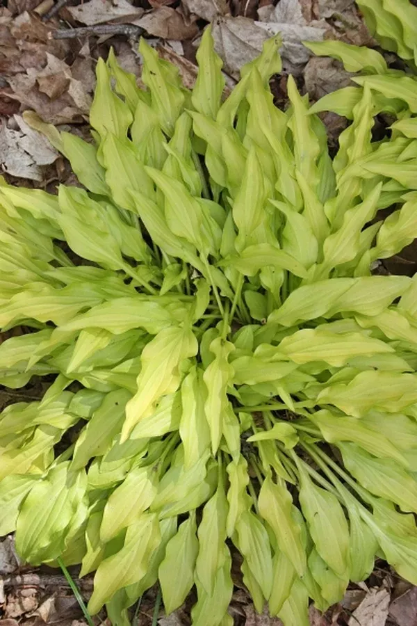 Hosta 'Dragon Tails'