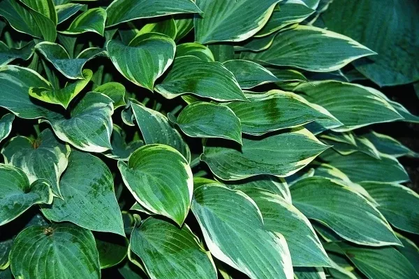 Hosta 'Dress Blues'
