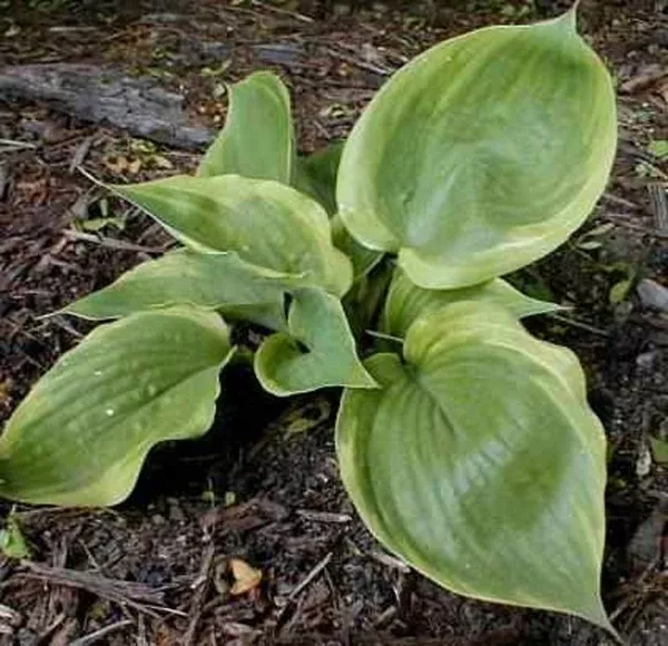 Hosta 'Eagle's Nest'