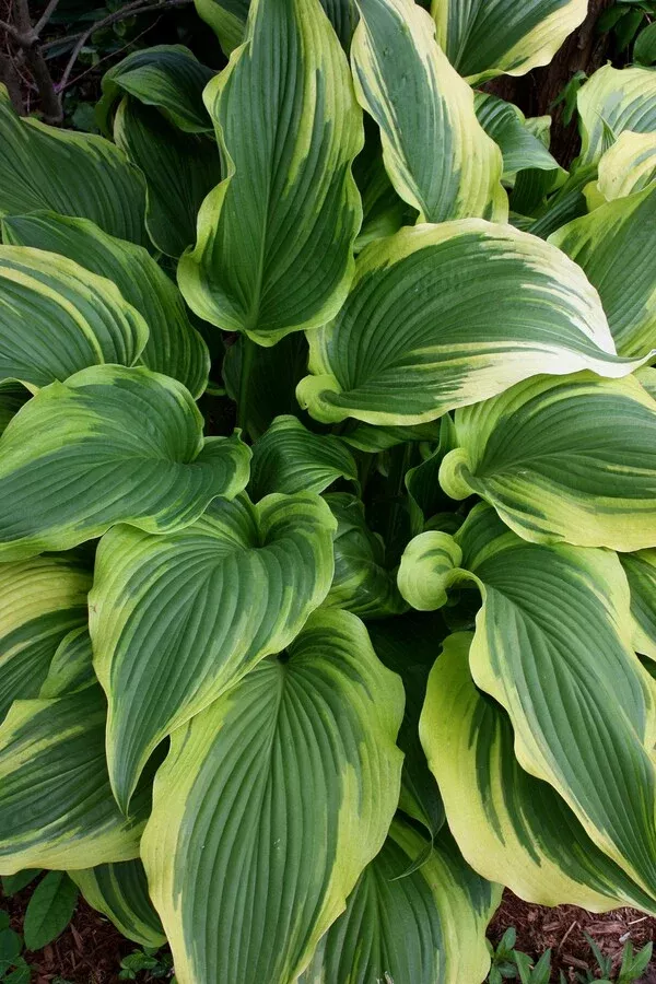 Hosta 'Ebb Tide'
