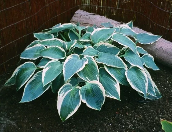 Hosta 'El Nino' PP 14,632, EUPVR