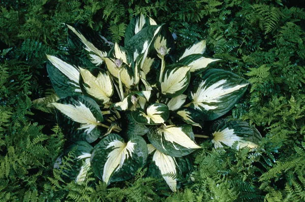 Hosta Eternal Flame
