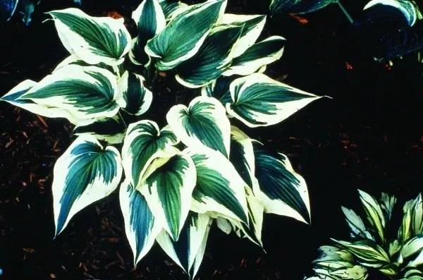 Hosta 'Fantabulous'