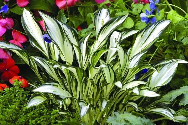 Hosta 'Fireworks' PP 16,062