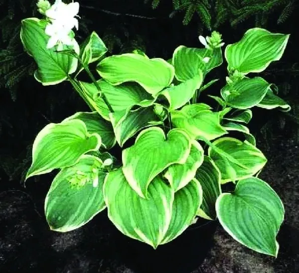 Hosta 'Fragrant Dream'