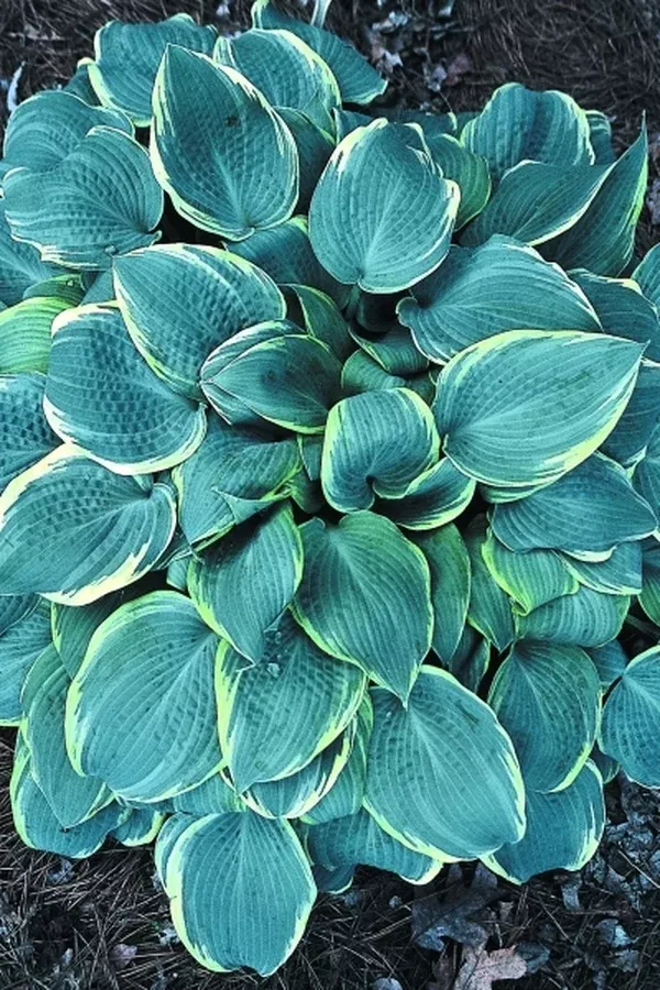 Hosta 'Frosted Dimples'