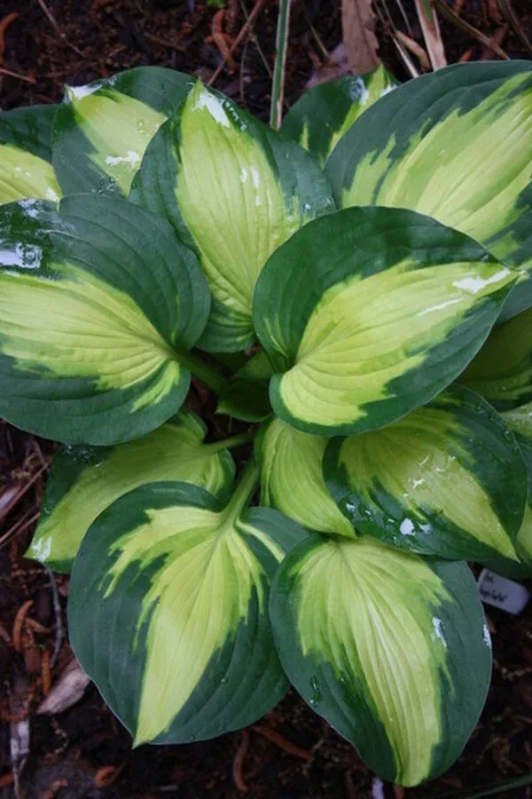 Hosta 'Georgia Sweetheart'