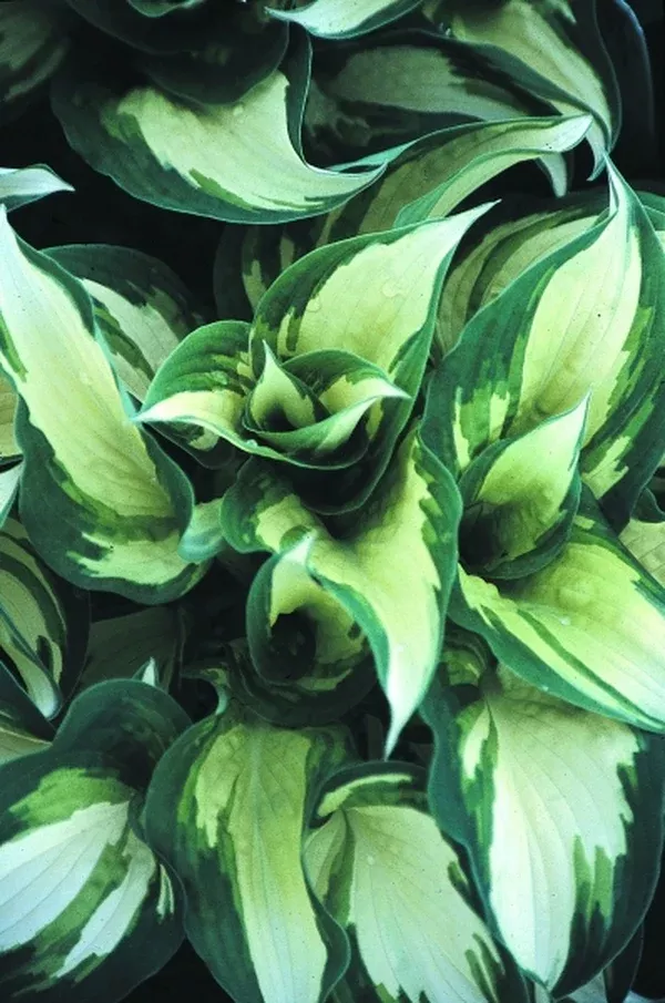 Hosta 'Ghost Spirit'