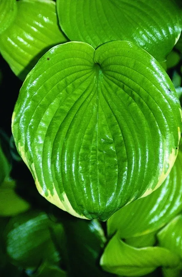 Hosta 'Gin & Tonic'