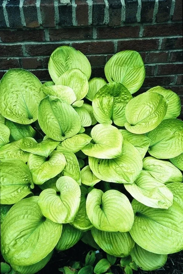 Hosta 'Golden Friendship'