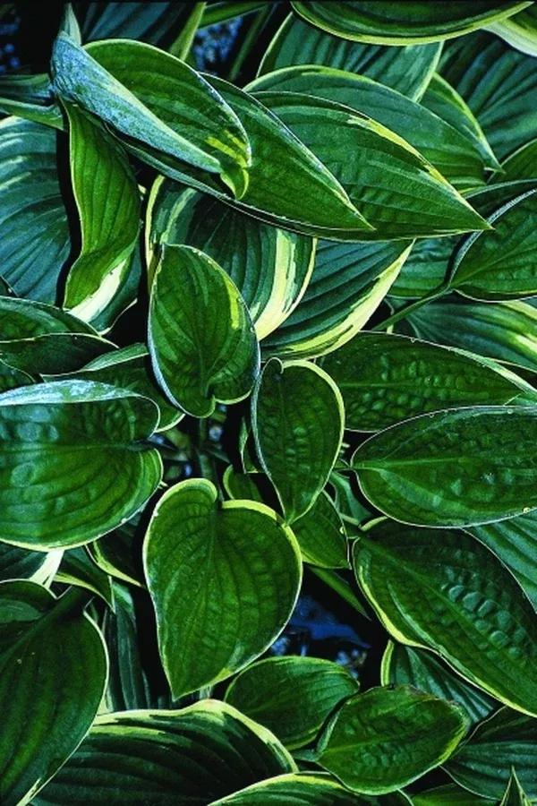 Hosta 'Grace McClure'