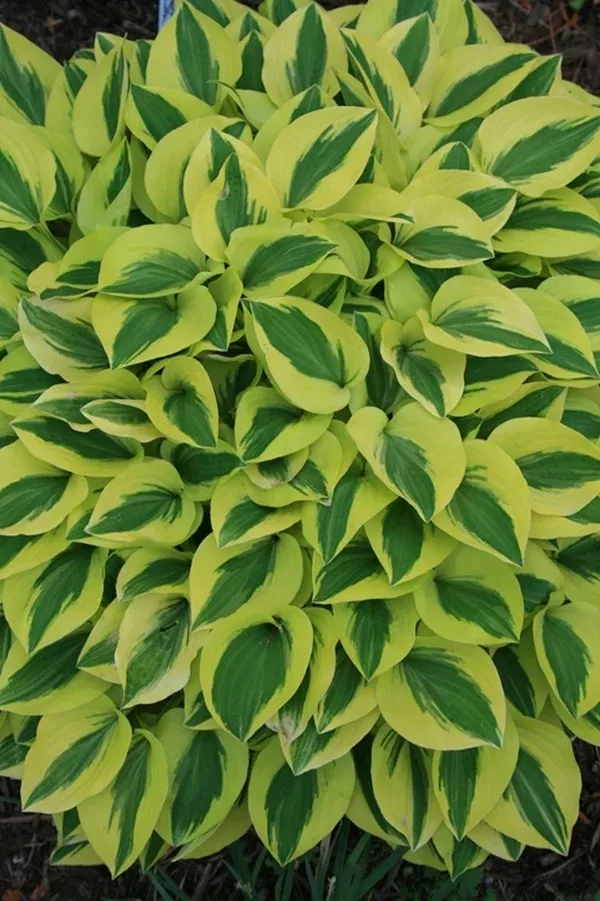 Hosta 'Grand Prize'