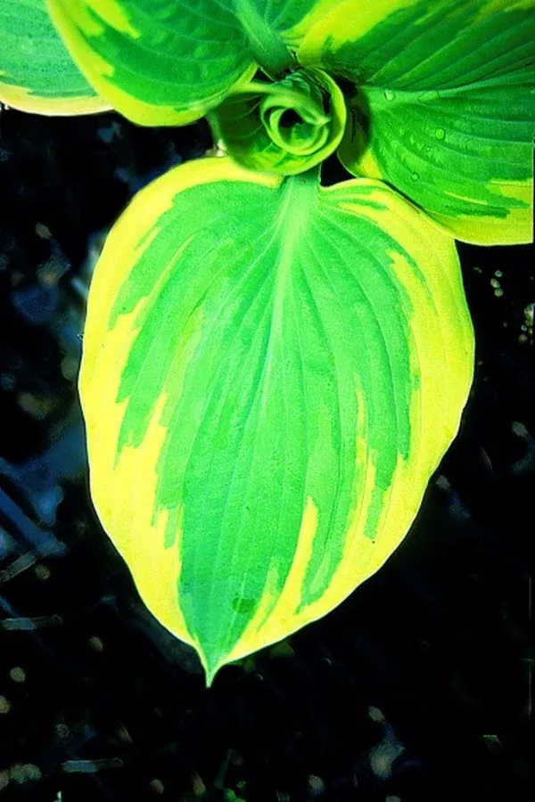 Hosta 'Great Arrival'