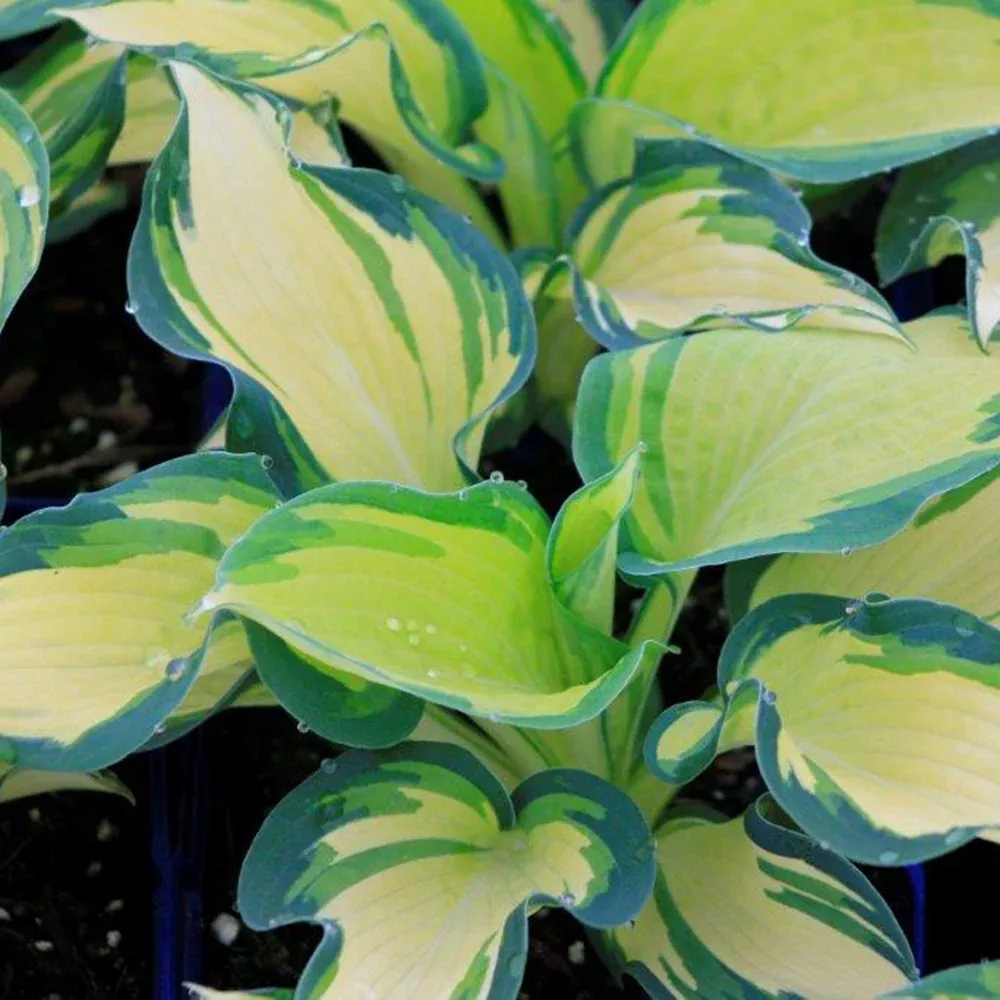 Hosta Great Expectations