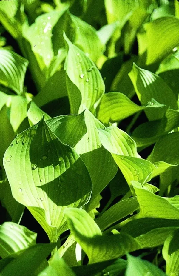 Hosta 'Grey Ghost'