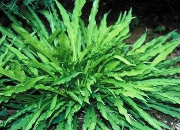 Hosta 'Hacksaw'
