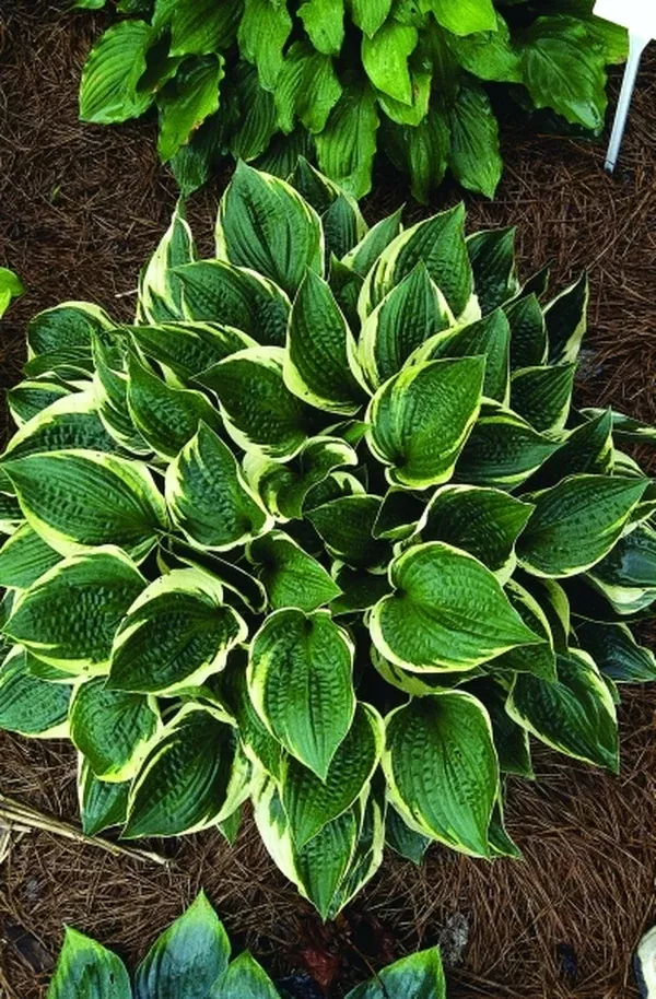 Hosta 'Heartbeat'