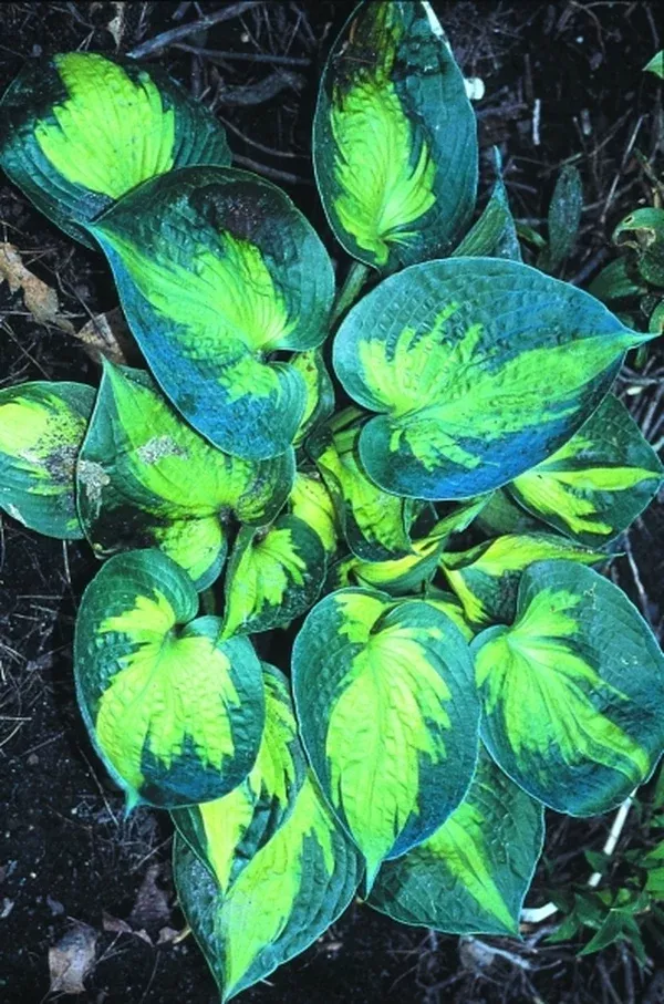 Hosta 'Heat Wave'