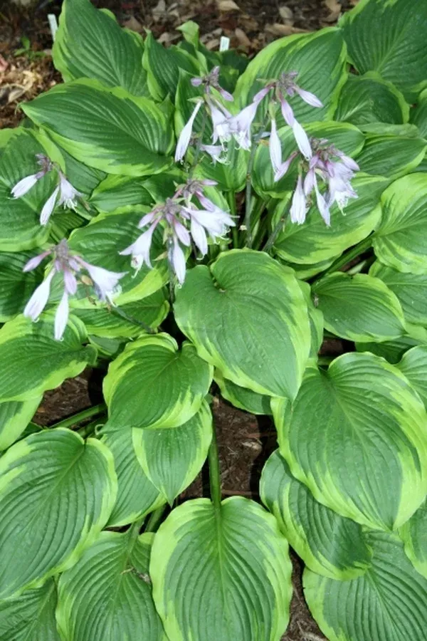 Hosta 'Key Lime Pie'