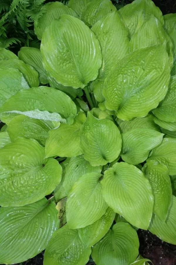 Hosta 'Key West'